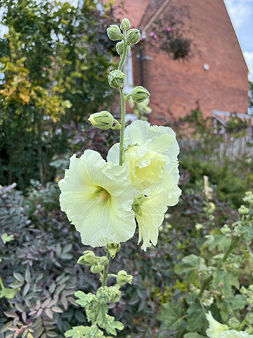 Hollyhock